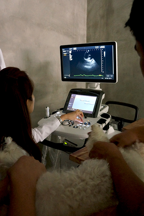 Echocardiography : ภาพการเตรียมตรวจการทำงานของหัวใจ