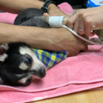 น้องดรัมมี่กับโรคลิ้นหัวใจไมทรัลเสื่อม (Degenerative Mitral Valve Disease)