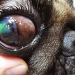 แผลหลุมที่กระจกตา (Corneal Ulcer)