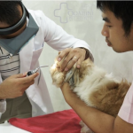 อาการป่วยของดวงตาสัตว์ที่พบได้บ่อย