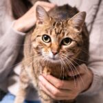 โรคไข้หวัดแมว (Cat Flu)
