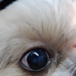 น้องฮารุ กับปัญหากระจกตาอักเสบเรื้อรัง (Keratitis) และมีแผลหลุมบนกระจกตา (Corneal Ulcer)