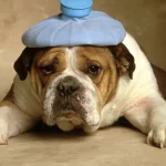 เมื่อน้องหมามีไข้…ทำไงดี?
