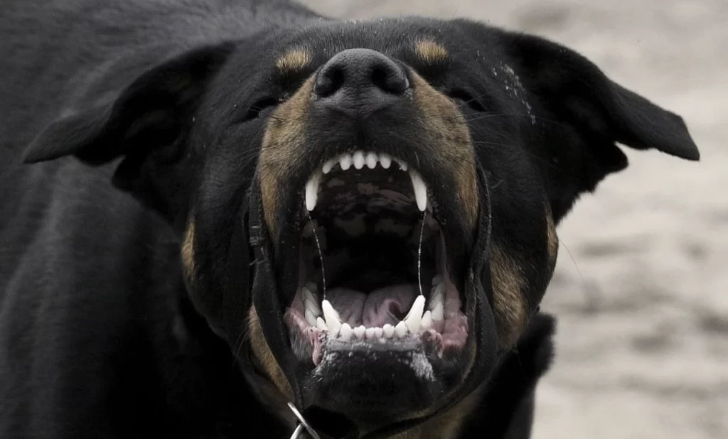 สุนัขพันธุ์ Rottweiler