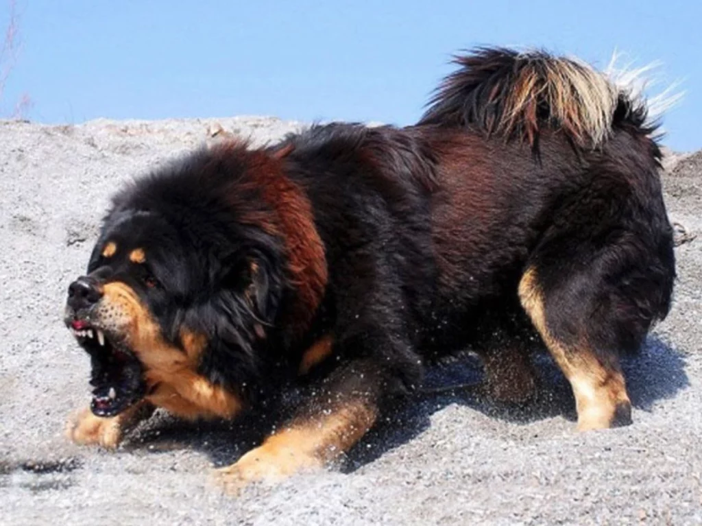 สุนัขพันธุ์ Tibetan Mastiff