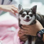 น้องกาก้า ฝังเข็ม! รักษาเส้นประสาทบนใบหน้า