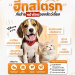 ฮีทสโตรก ภัยร้ายของสัตว์เลี้ยง!