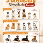 สายพันธุ์สุนัขที่มีความเสี่ยงเกิดฮีทสโตรก