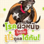 ปัญหาโรคผิวหนังในสุนัข