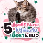 5 เรื่องที่คุณยังไม่รู้เกี่ยวกับเชื้อราในแมว