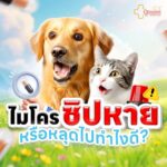 ไมโครชิปหาย… ควรทำอย่างไร