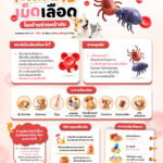 🐾 หน้าฝน…ระวังโรคพยาธิเม็ดเลือดในสัตว์เลี้ยง