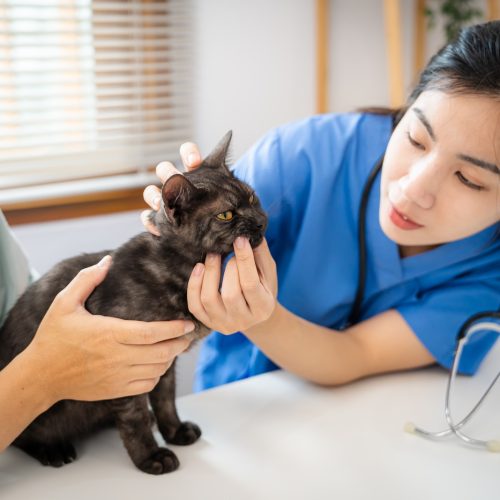 Professional vet doctor helps cat. owner cat holding pet on hands. Cat on examination table of veterinarian clinic. Veterinary care. Vet doctor and cat.