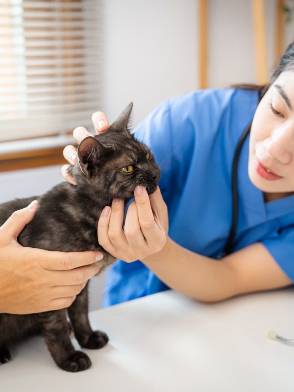 Professional vet doctor helps cat. owner cat holding pet on hands. Cat on examination table of veterinarian clinic. Veterinary care. Vet doctor and cat Professional vet doctor helps cat. owner cat holding pet on hands. Cat on examination table of veterinarian clinic. Veterinary care. Vet doctor and cat.