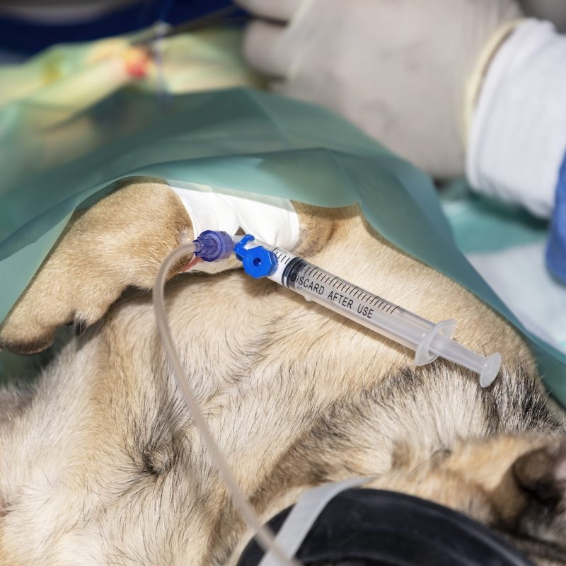A small Pug lying sleeping under general Anesthesia with syringe still attached to the IV Access point