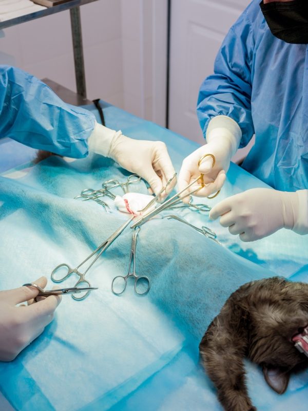 Veterinarian surgeons in operating room doing cat neutering Veterinarian surgeons in operating room doing cat neutering.
