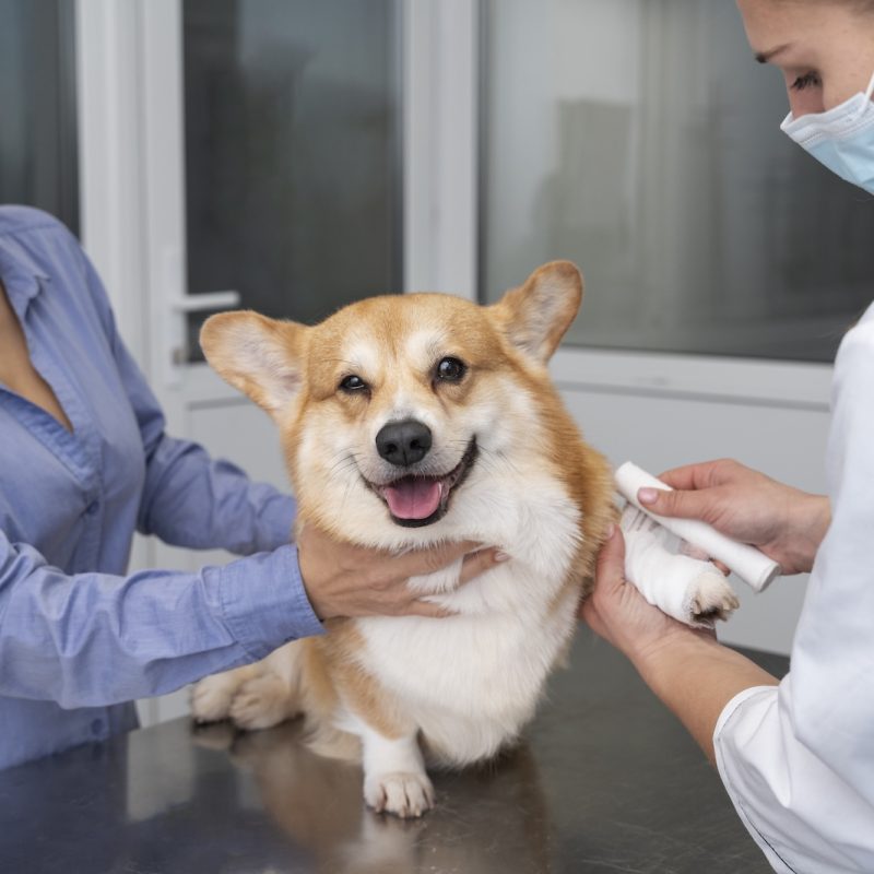 veterinarian-taking-care-pet-dog (3)